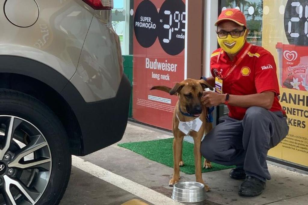 Brazil Dog, Car Dealership