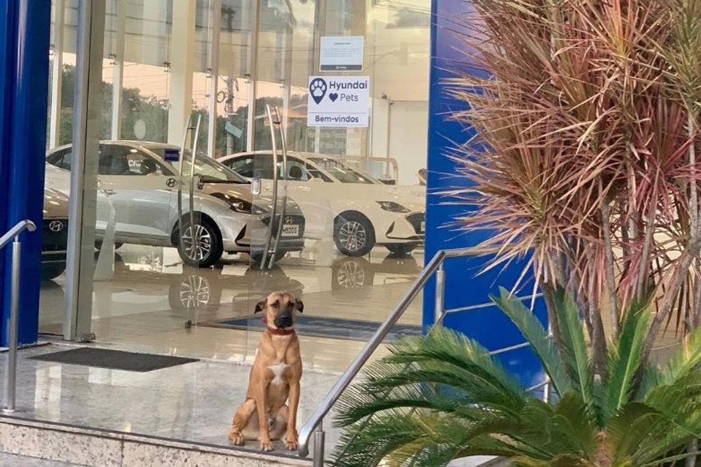 Hyundai Car Dealership, Dog