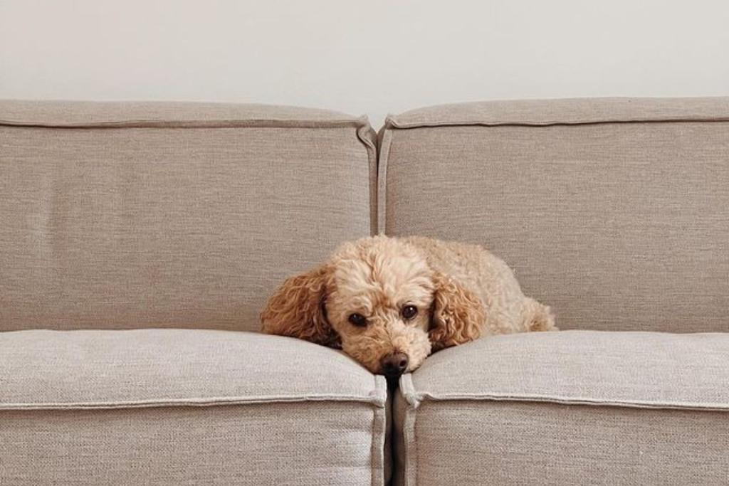 Dog Couch Sleeping Cute