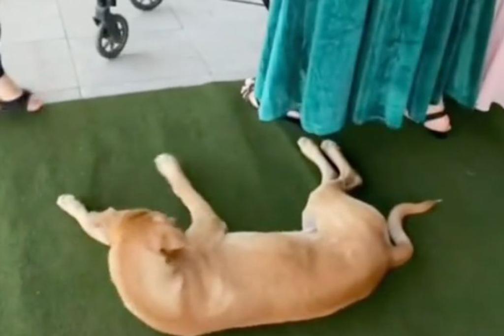 abandoned dog rescue adoption story