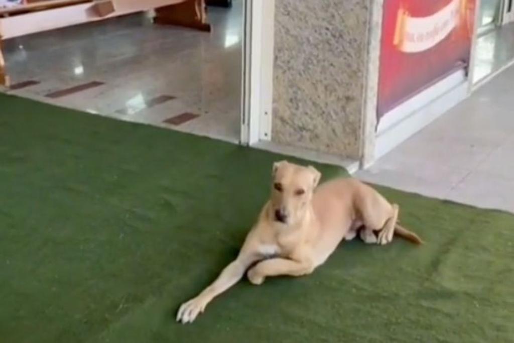stray dog brazil rescue
