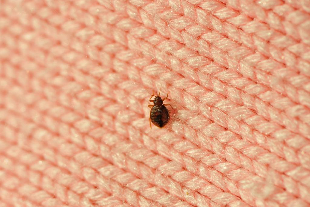 bed bug infestation hacks